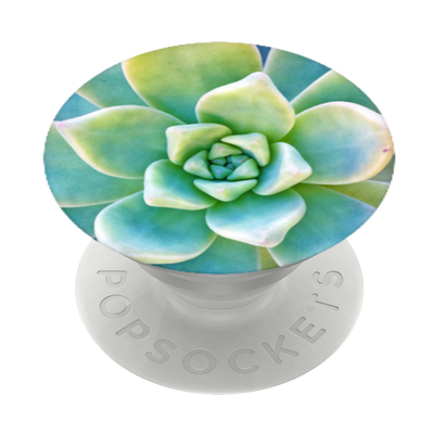 Secondary image for hover Now that's succulent