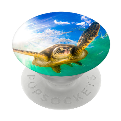 Secondary image for hover Hawaiian Sea Turtle